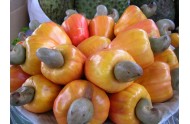 BUILDING AND DEVELOPING MAIN AGRICULTURAL TRADEMARKS IN BINH PHUOC PROVINCE IN THE PERIOD TO THE YEAR 2025