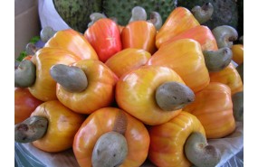 BUILDING AND DEVELOPING MAIN AGRICULTURAL TRADEMARKS IN BINH PHUOC PROVINCE IN THE PERIOD TO THE YEAR 2025