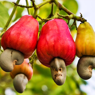 BUILDING AND DEVELOPING MAIN AGRICULTURAL TRADEMARKS IN BINH PHUOC PROVINCE IN THE PERIOD TO THE YEAR 2025